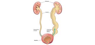 QOVUQ SIYDIK NAYI REFLYUKSI